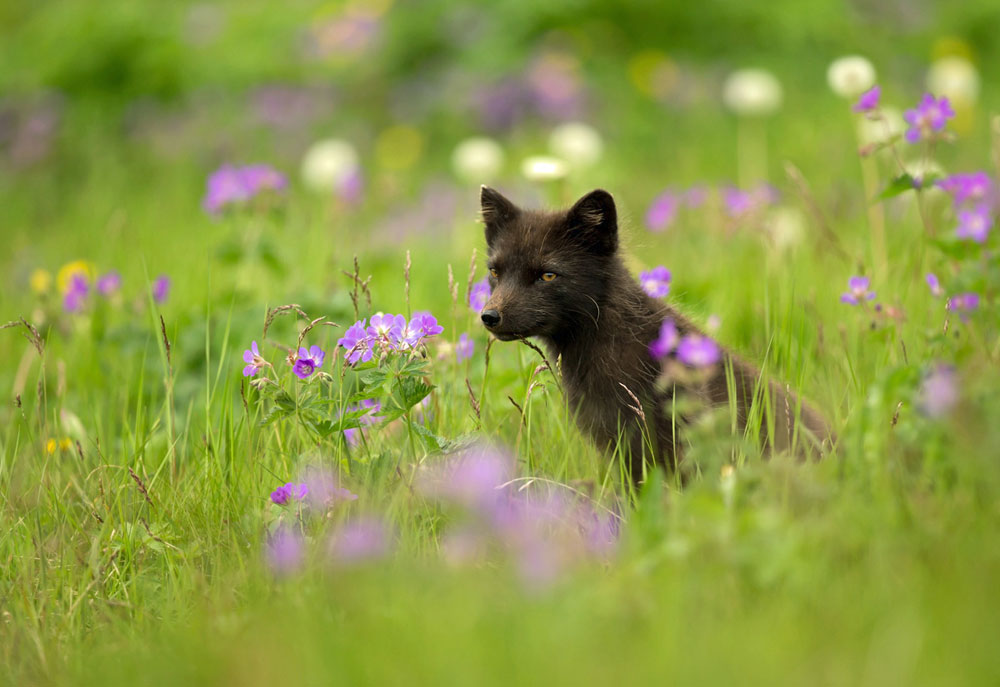 Picture of Arctic Fox Cub in Meadow Grass Flowers | Fox Photography