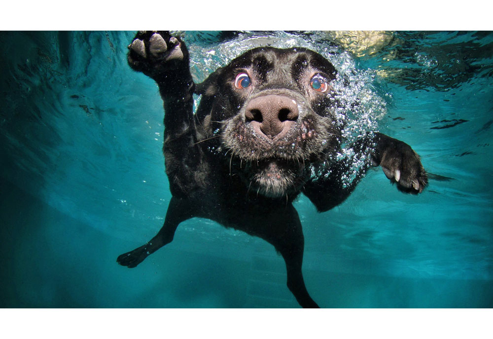 A Picture of a Black Labrador Retriever Swimming Under the Water | Dog Photography