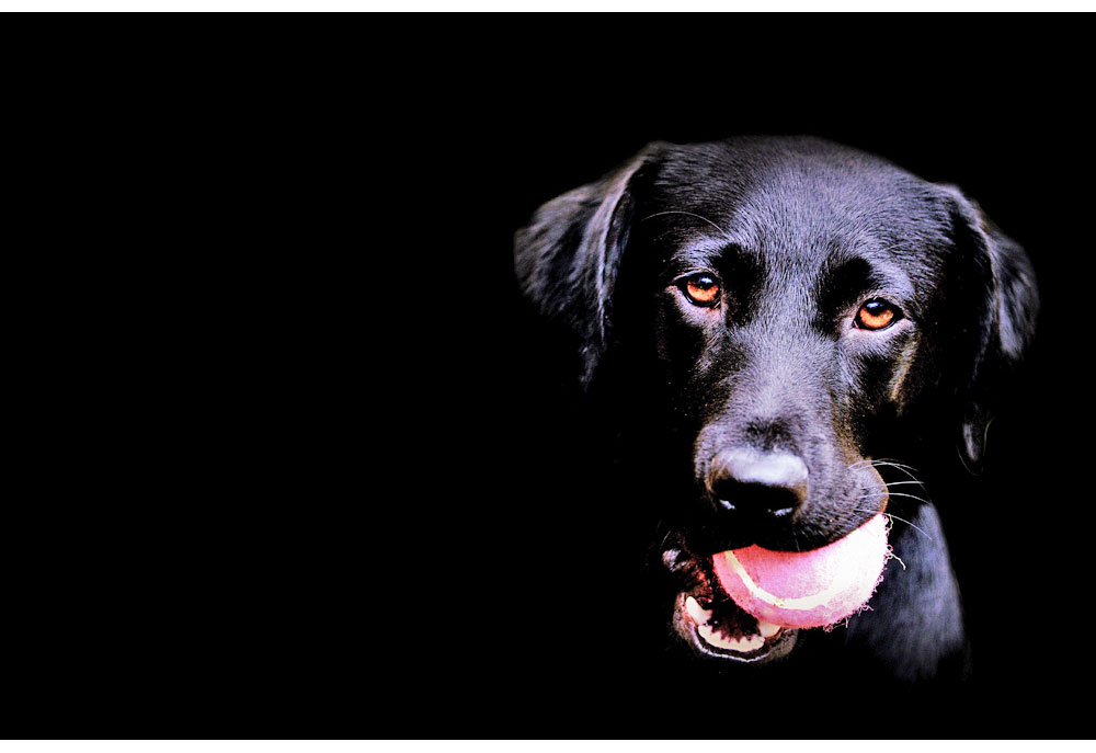 Picture of Black Lab with Pink Tennis Ball | Dog Photography