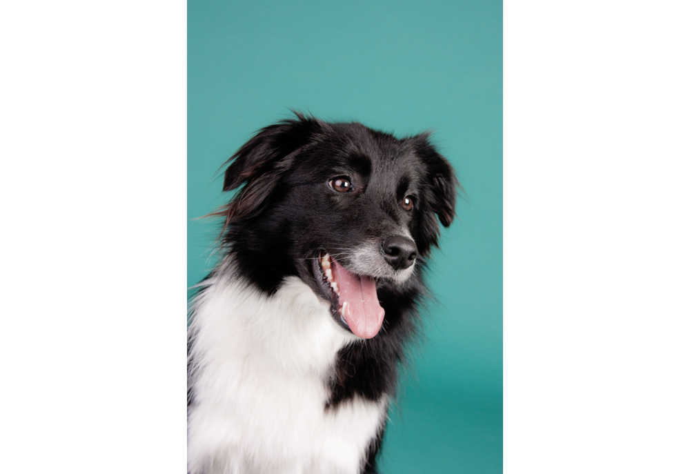 Picture of Border Collie Dog Close Up on Blue Background | Dog Photography