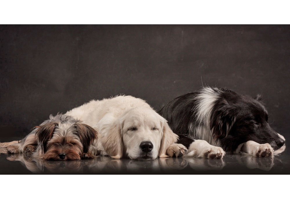 Picture of Border Collie Golden Retriever and Yorkshire Terrier Dogs Sleeping | Dog Photography