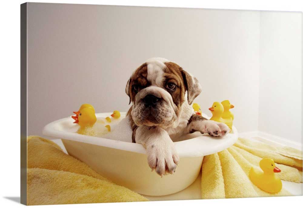 Poster of Bulldog Puppy in Miniature Bathtub | Posters Prints of Dogs