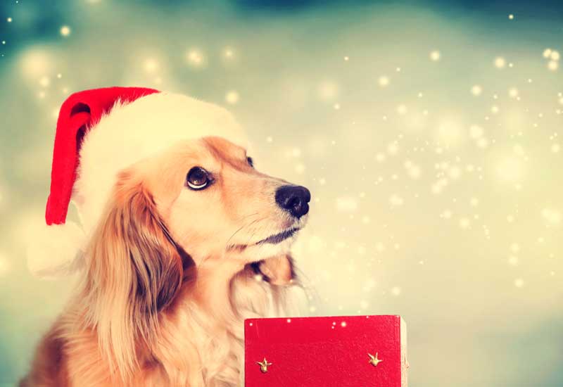 Cute Puppy Dog in Christmas Dream