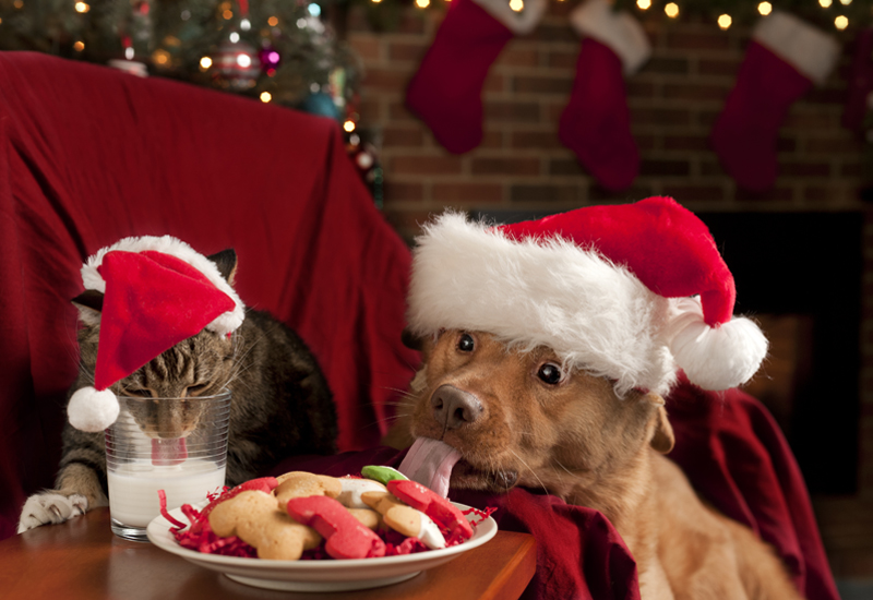 Dog and Cat Eat Santa's Christmas Cookies