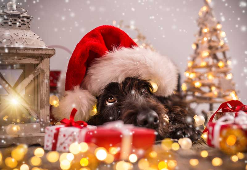 Cute Puppy Dog in Christmas Dreamland
