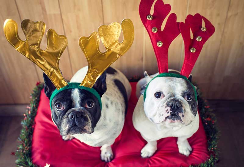 French Bulldogs Impersonating Reindeer