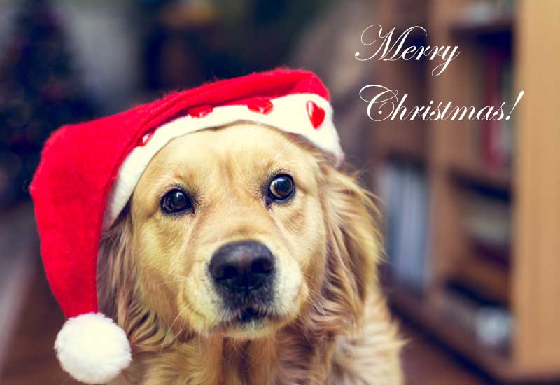 Golden Retriever Dog | Merry Christmas!