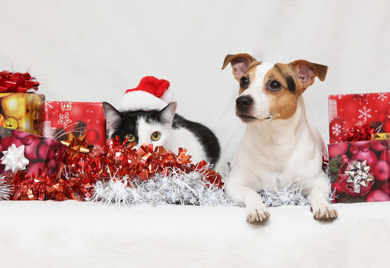 Jack Russell Terrier and Kitty Cat in Christmas Presents