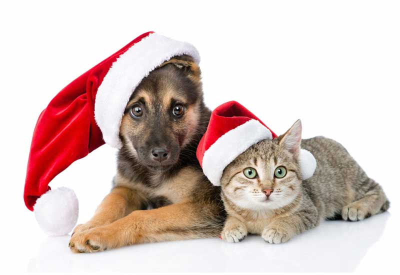Merry Christmas Puppy Dog and Kitten in Their Santa Hats