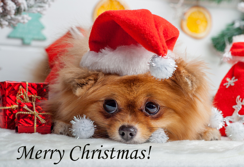 Merry Christmas Pomeranian Puppy Dog