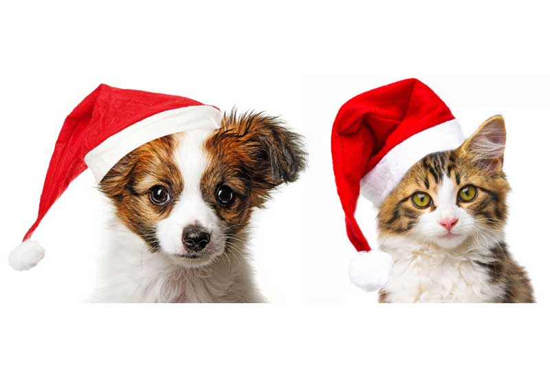 Christmas Puppy and Kitten in Santa Hats