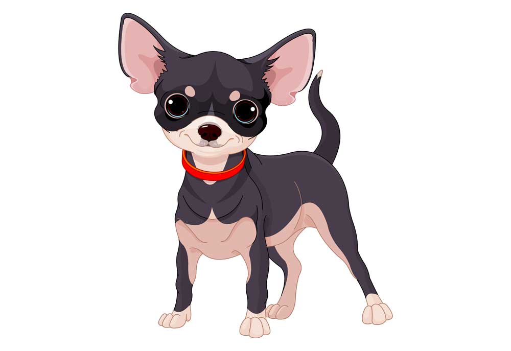 Clip Art of Chihuahua Dog Standing and Facing Forward | Dog Clip Art Pictures