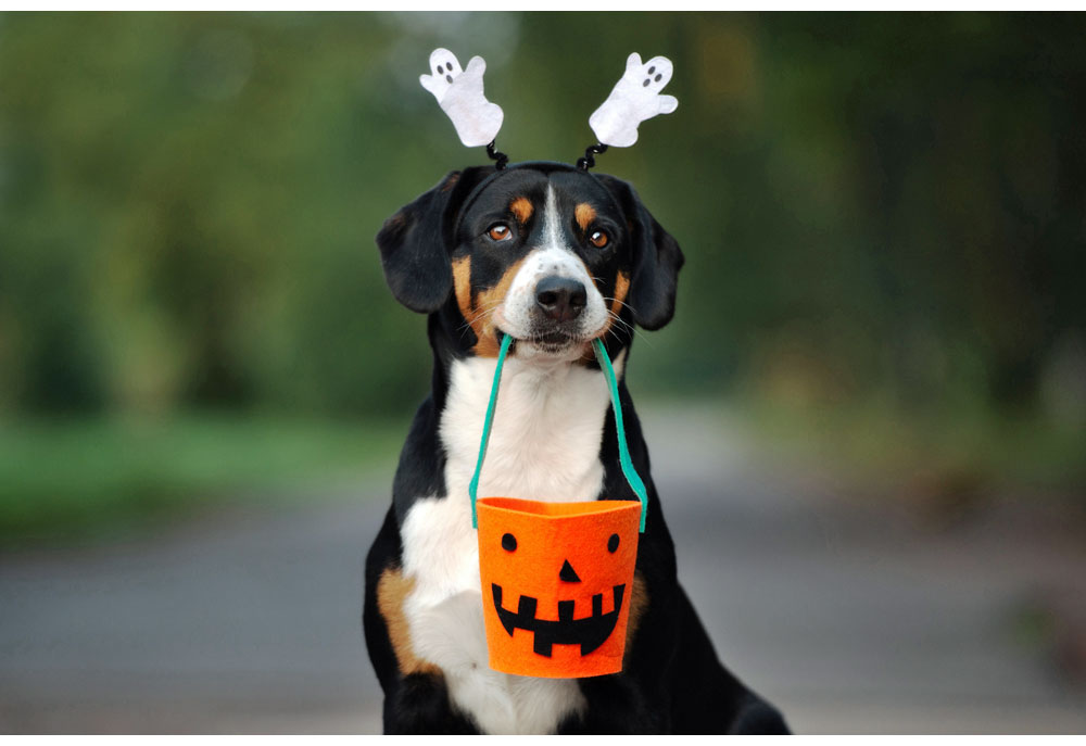 Picture of Swiss Mountain dog with Ghost Horns and Halloween Treat Bag