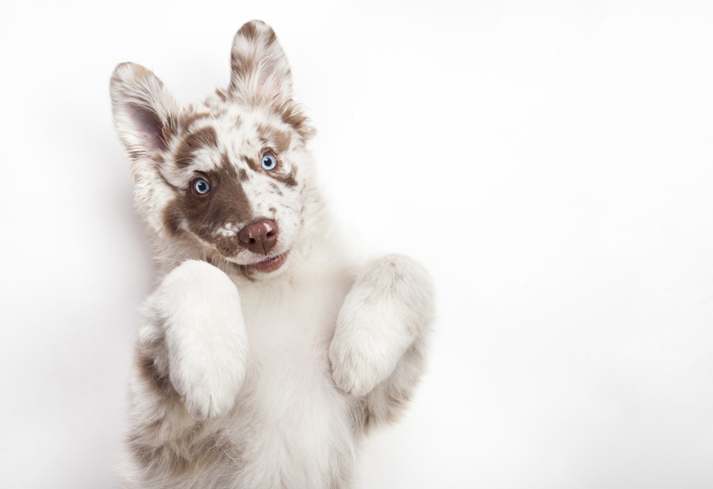 Picture of Cute Puppy Looking Into the Camera | Dog Studio Photography