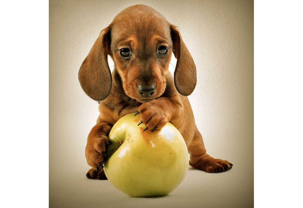Picture of Dachshund Puppy Dog with Apple