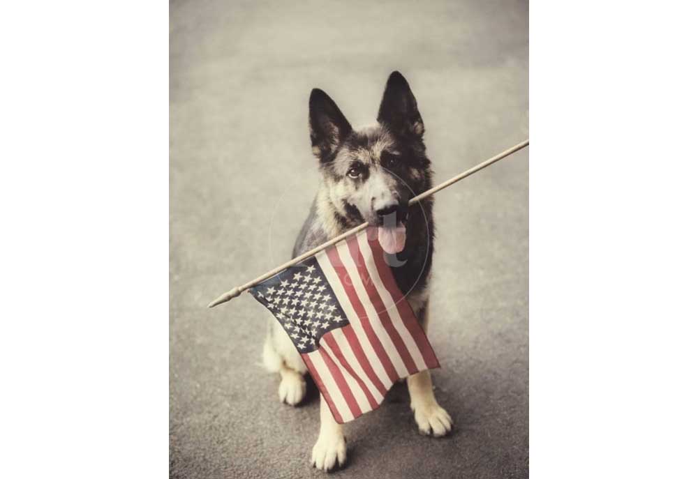 German Shepherd Dog Holding American Flag | Dog Posters and Prints