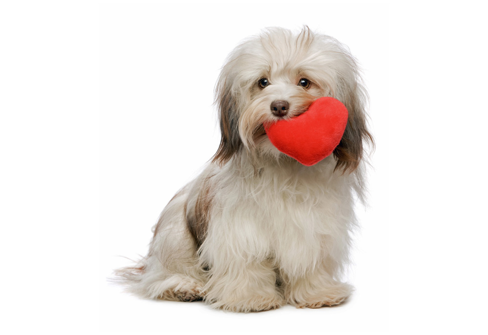 Picture of Fluffy Havanese Dog with Heart in Her Mouth | Dog Photography