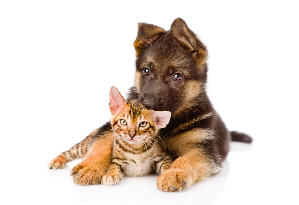 Picture of German Shepherd Puppy with Orange Tabby Kitten | Dog Photography Pictures and Images