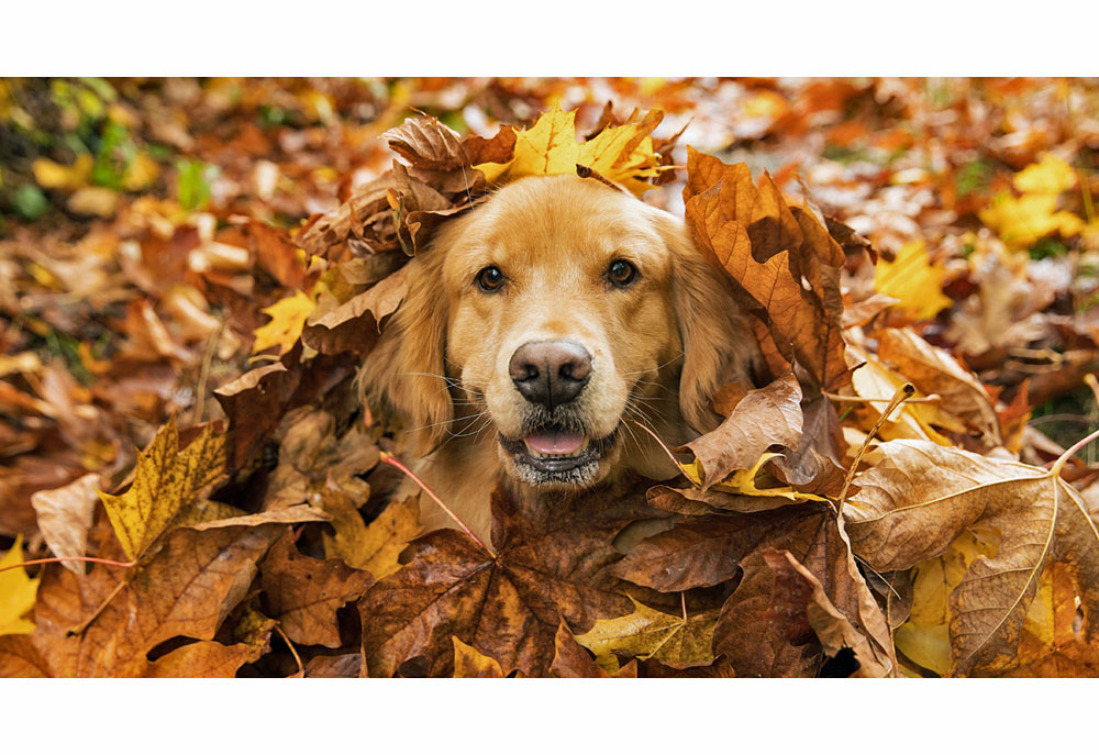 Picture of Golden Retriever Dog Under Leaves in Fall | Dog Photography