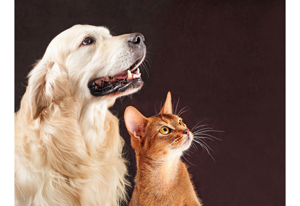 Picture of Golden Retriever Dog with Abyssinian Cat | Dog Photography