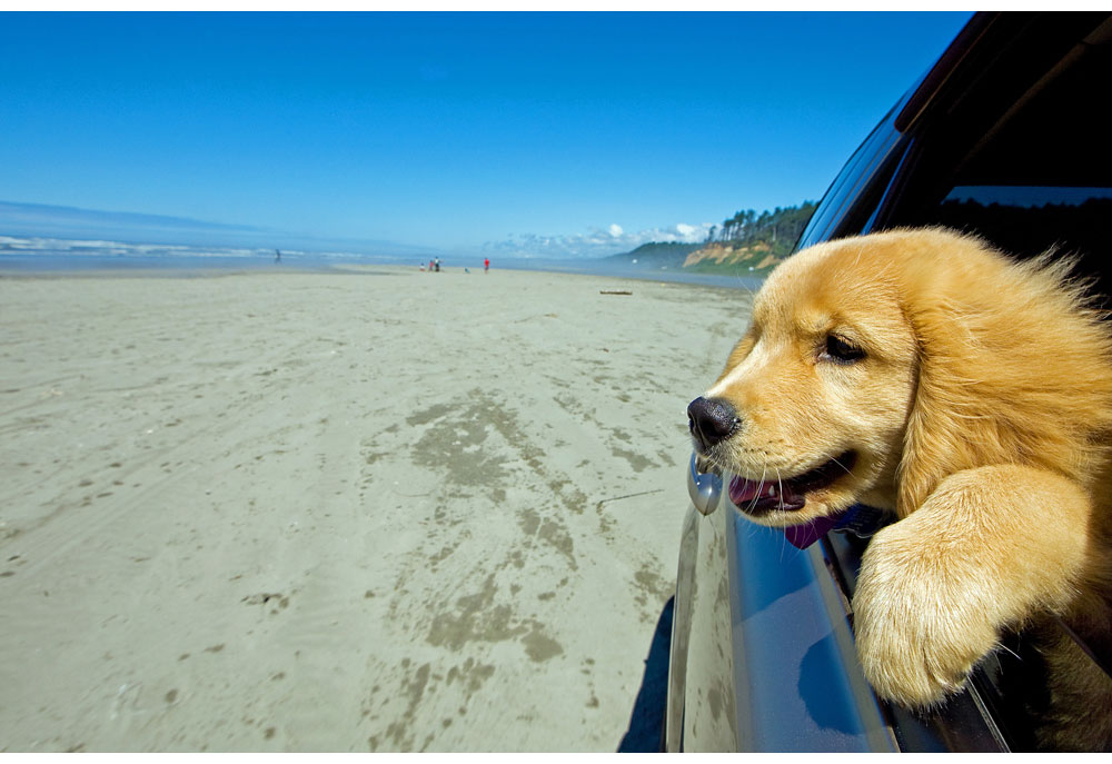 Picture of Golden Retriever Puppy Car Ride on the Beach | Dog Photography