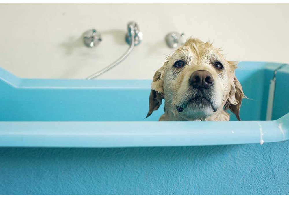 Cute Golden Retriever Puppy Taking a Bath | Dog Posters and Prints