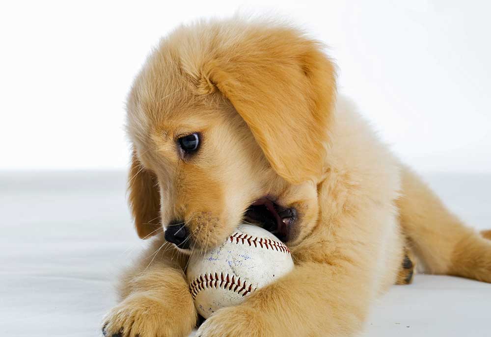 Picture of Golden Retriever Puppy with Baseball
