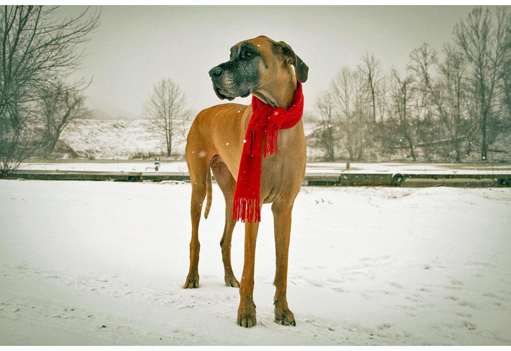 Picture of Great Dane Dog Wearing a Red Scarf | Dog Photography