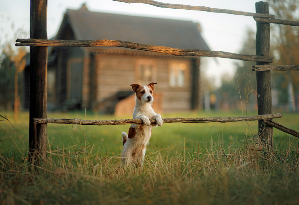 Jack Russell Terrier Stands on Hind Legs at Fence in a Rustic Village | Dog Pictures Images