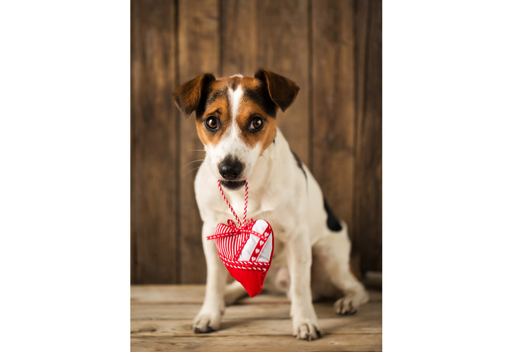 Picture of Jack Russell Terrier Dog with Valentine Heart in Mouth | Dog Photography