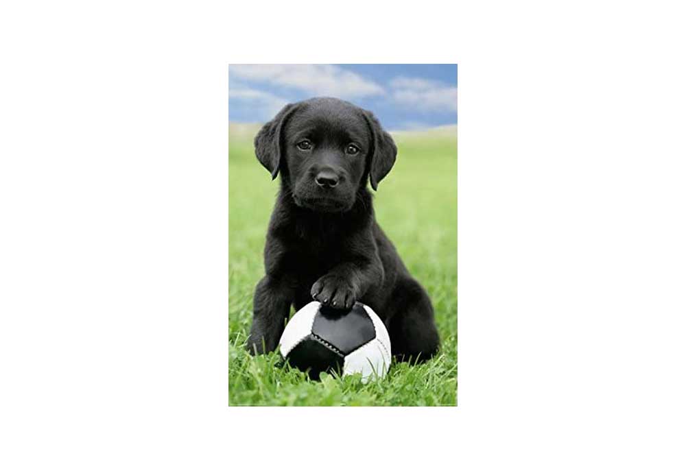 Poster of Black Puppy with Soccer Ball | Posters of Dogs