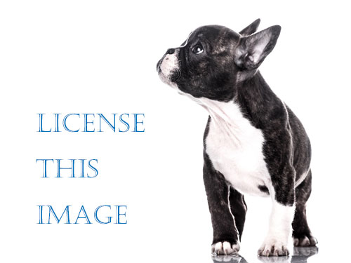 License Pictures of Dogs - French Bulldog Puppy Studio Image