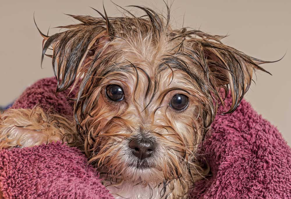 Picture of Maltese Yorkie Dog After a Bath | Dog Photography
