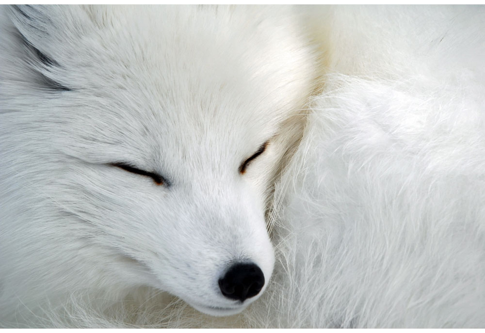 Picture of Arctic Fox Close Up | Fox Photography Pictures Images