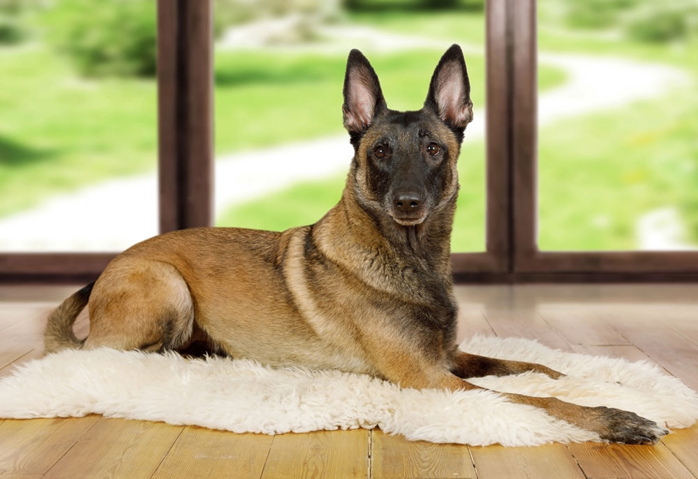 Picture of Belgian Malinois Dog on Sheepskin Rug | Pictures of Dogs