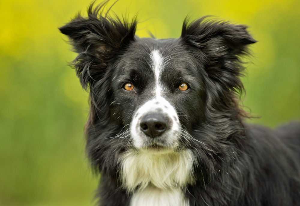 Black and White Border Collie Dog Looking Into Camera | Stock Dog Pictures Images