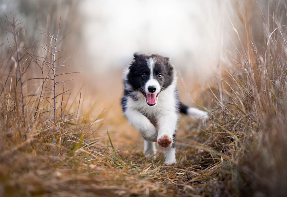 Border Collie Puppy Running in Field | Dog Photography and Pictures