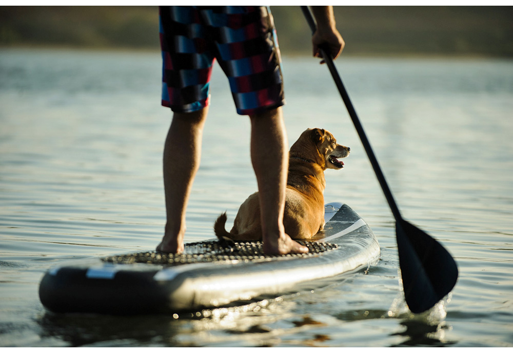 Dog and Man on a Paddle Board | Dog Photography Pictures Images