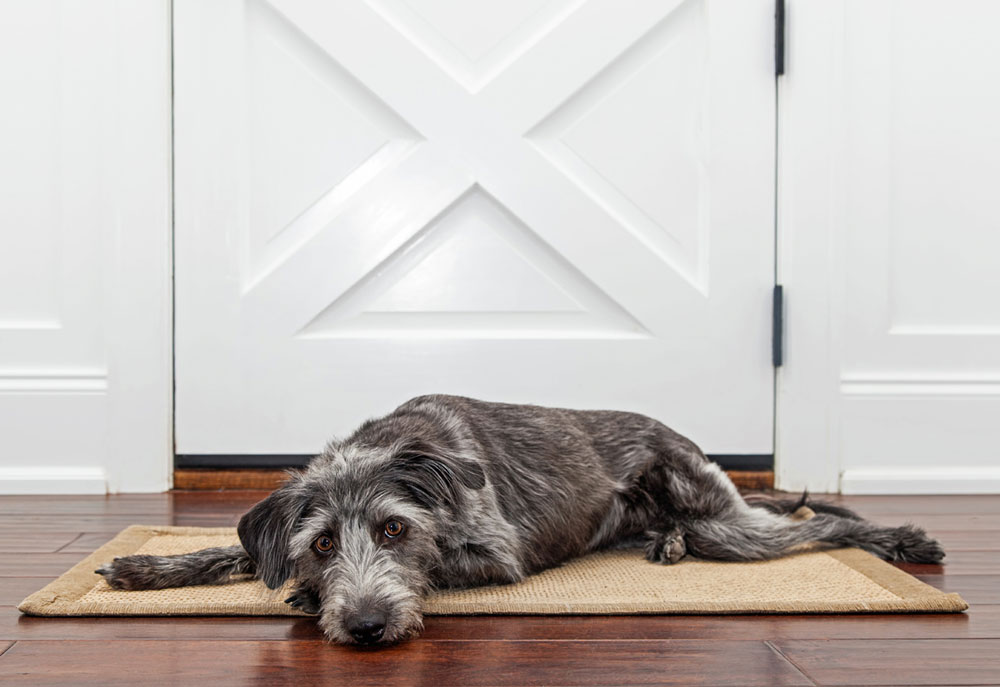 Irish Wolfhound Dog Waits Near Door | Dog Photography