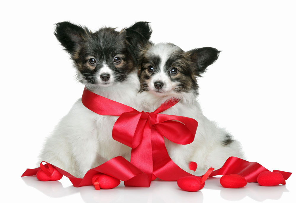 Picture of Papillon Dogs with Red Ribbon and Hearts | Dog Photography
