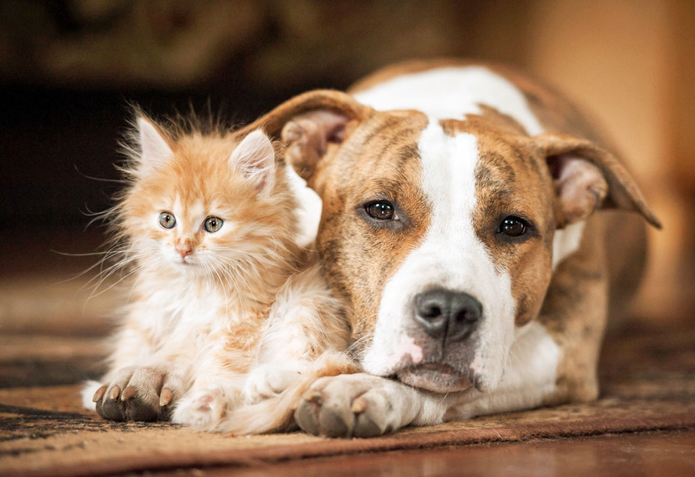 Picture of Pitbull Terrier with Tiny Orange Kitten | Dog Photography