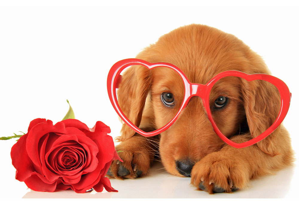 Puppy Dog with Heart-Shaped Glasses and Red Rose | Dog Pictures Photography