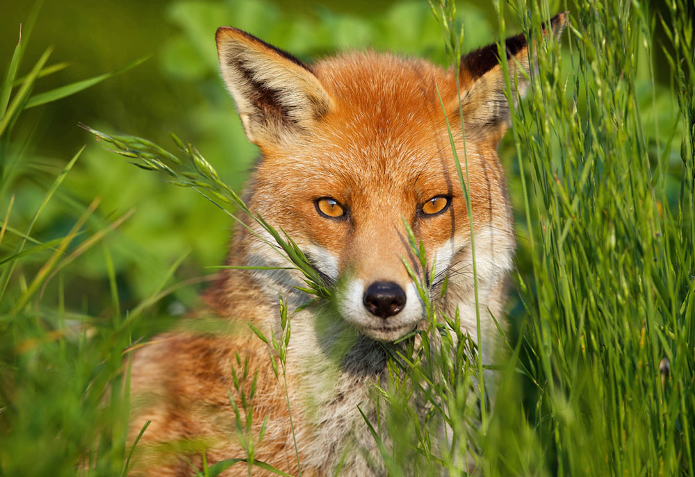 Red Fox Face Close in Grass | Fox Photography