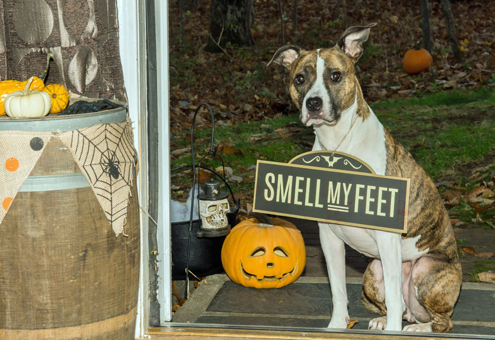 A Staffordshire Terrier Dog at Halloween | Dog Photography