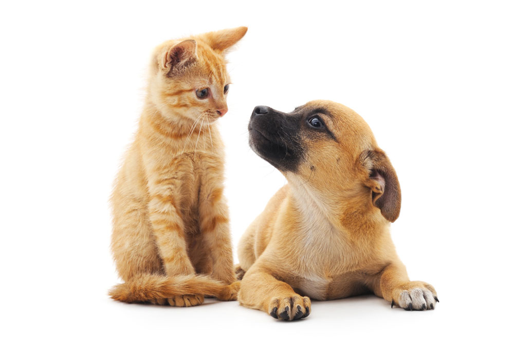 Tan Black Puppy Dog and Orange Kitten on White Background | Dog Pictures Images