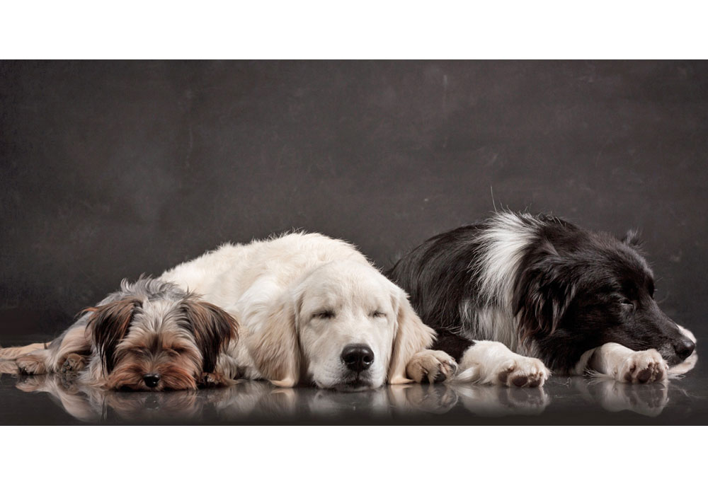 Studio Photography of Three Sleeping Dogs | Dog Photography