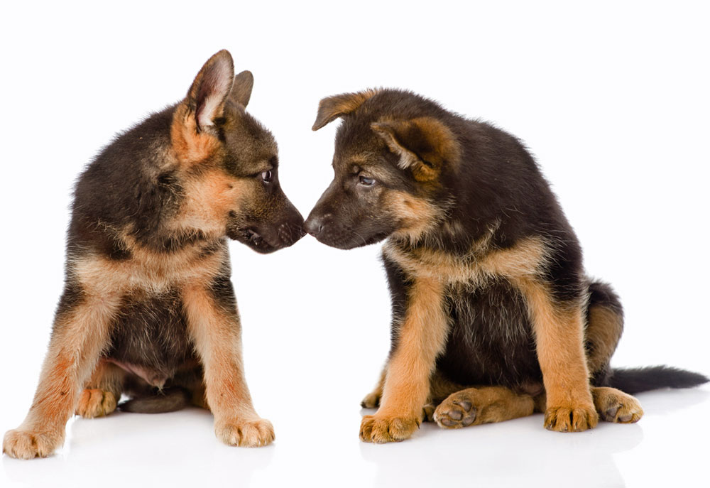Two Shepherd Puppy Dogs Touching Noses | Dog Photography