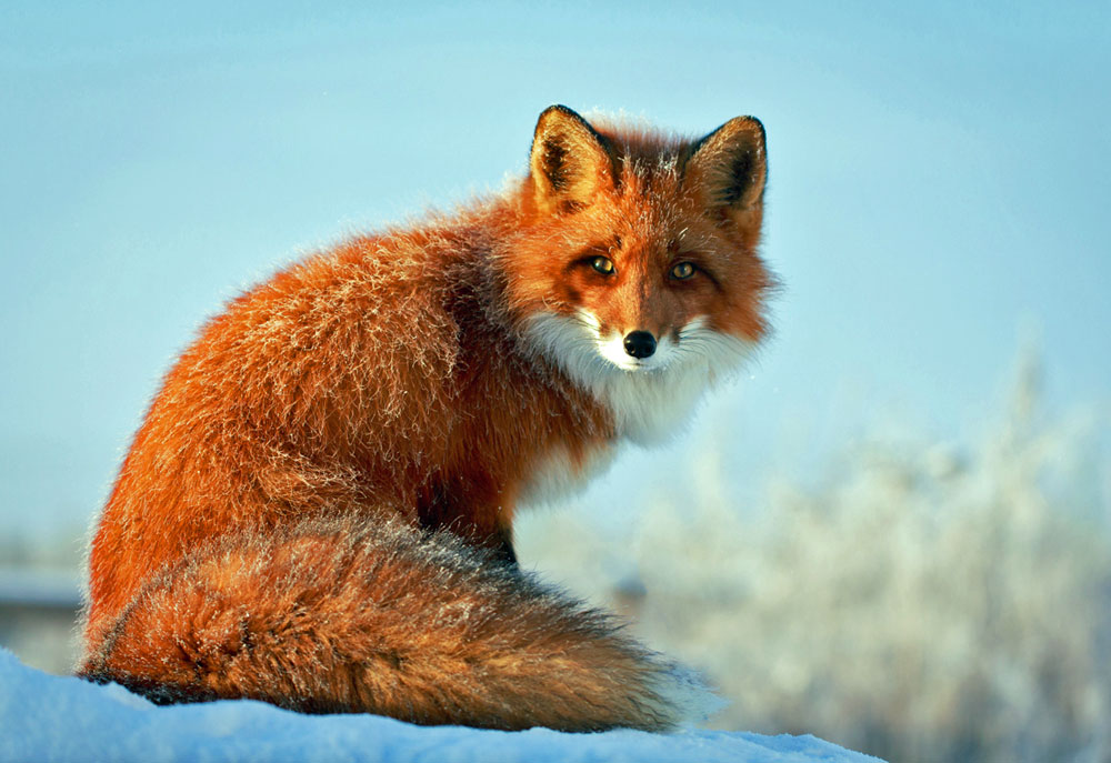 Picture of Wild Red Fox in the Snow | Nature Photography