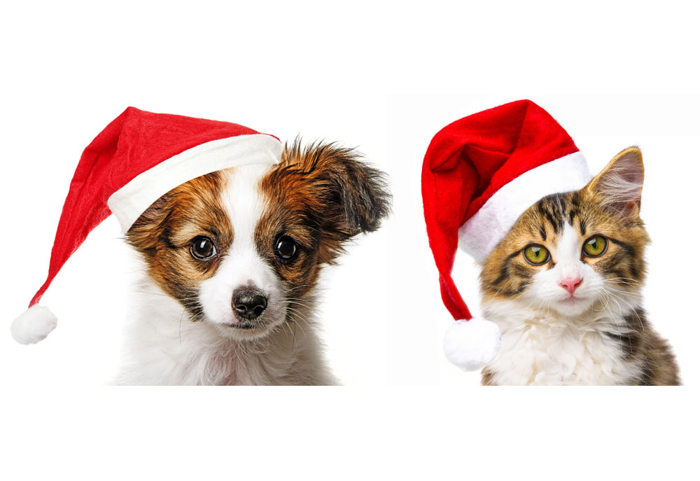 Cute Puppy and Kitten Sit Together Wearing Santa Hats | Dog Christmas Photography