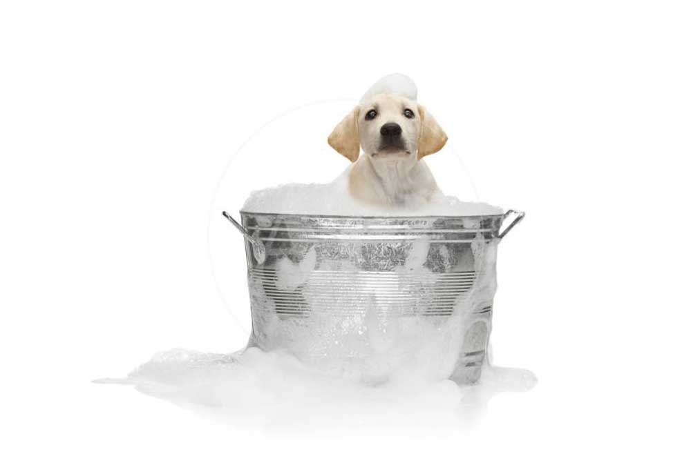 Puppy Dog Taking Bubble Bath in Metal Tub | Dog Posters and Prints